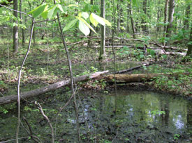 Edison Woods Preserve Mitigation Site