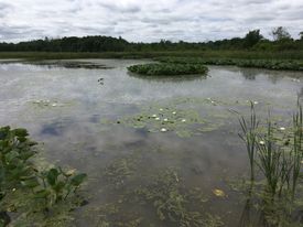 Mowery Wetland